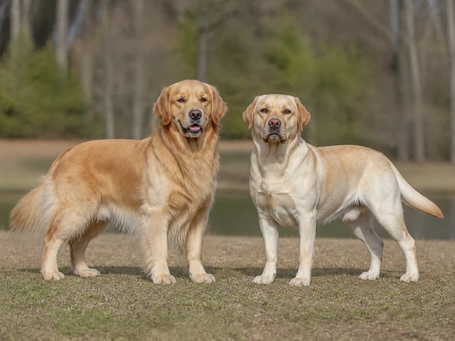 Adult Golden Retriever and yellow Labrador Retriever standing side by side outdoors with full bodies visible