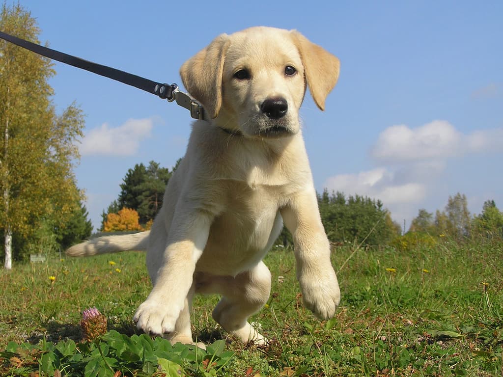 How to Calm Down an Energetic Dog: Quick Tips for Any Breed