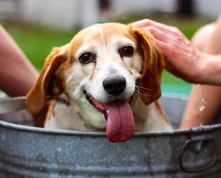 give your dog a bath