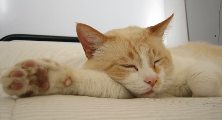 What Do Cats Dream About? Unveiling the Mystery of Their Enchanting Sleep