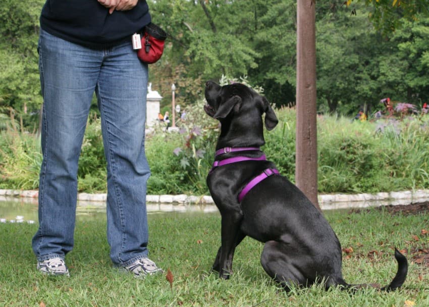 Combine a clicker with treats to stop unwanted behavior.
