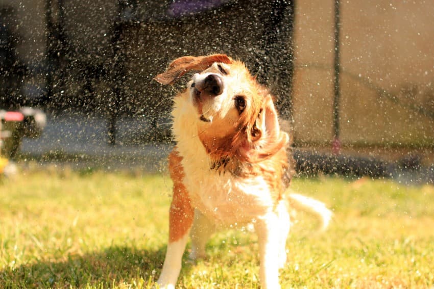 give your dog a bath