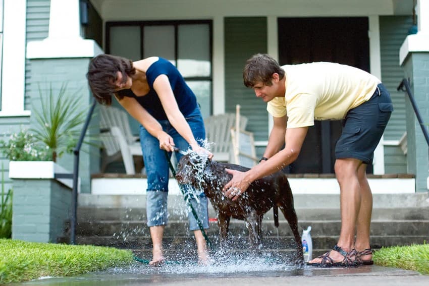 give your dog a bath