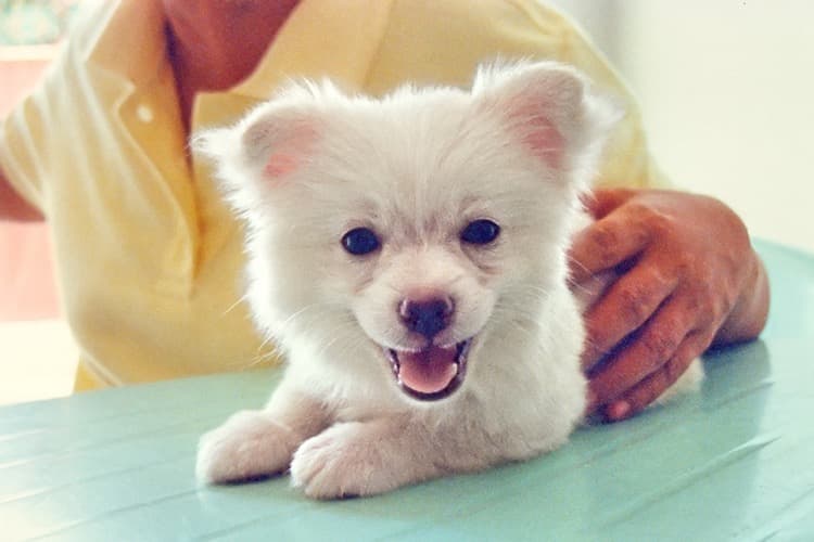 All About Blastomycosis, a Fungal Infection in Dogs