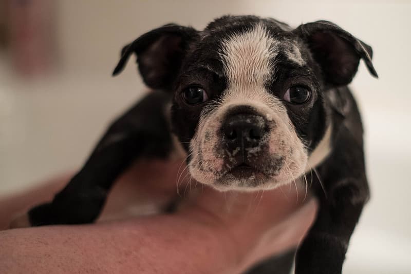 How to Give Your Dog a Bath: An Expert Guide