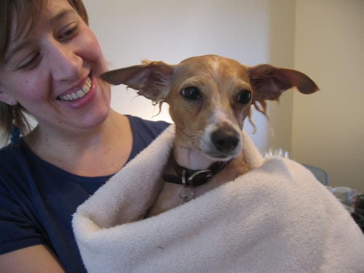 give your dog a bath