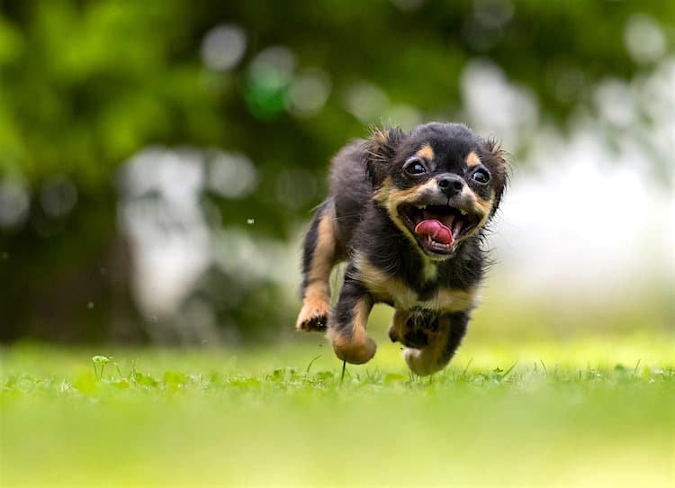 7 Eco-Friendly Dog Grooming Options to Check Out