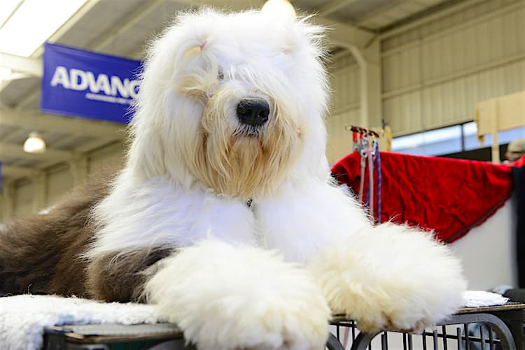 5 Cute Grooming Ideas for a Longhaired Dog