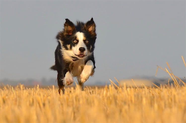 Calm Down an Energetic Dog