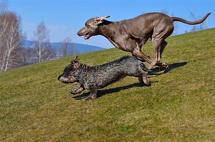 Calm Down an Energetic Dog