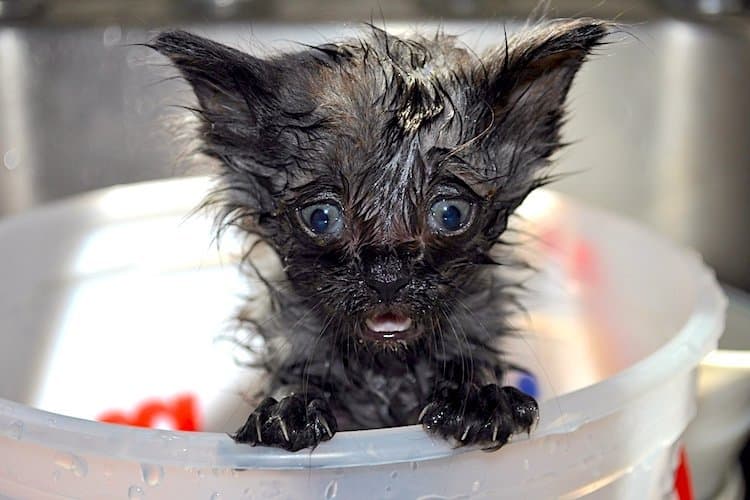 how to give a cat a bath