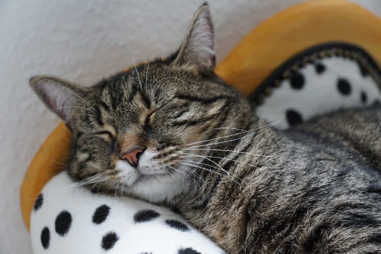 Image of a Cat Sleeping: What Do Cats Dream About