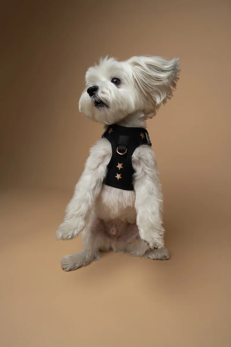 A small white dog wearing the DOGISTRY SoHo Rockstar harness