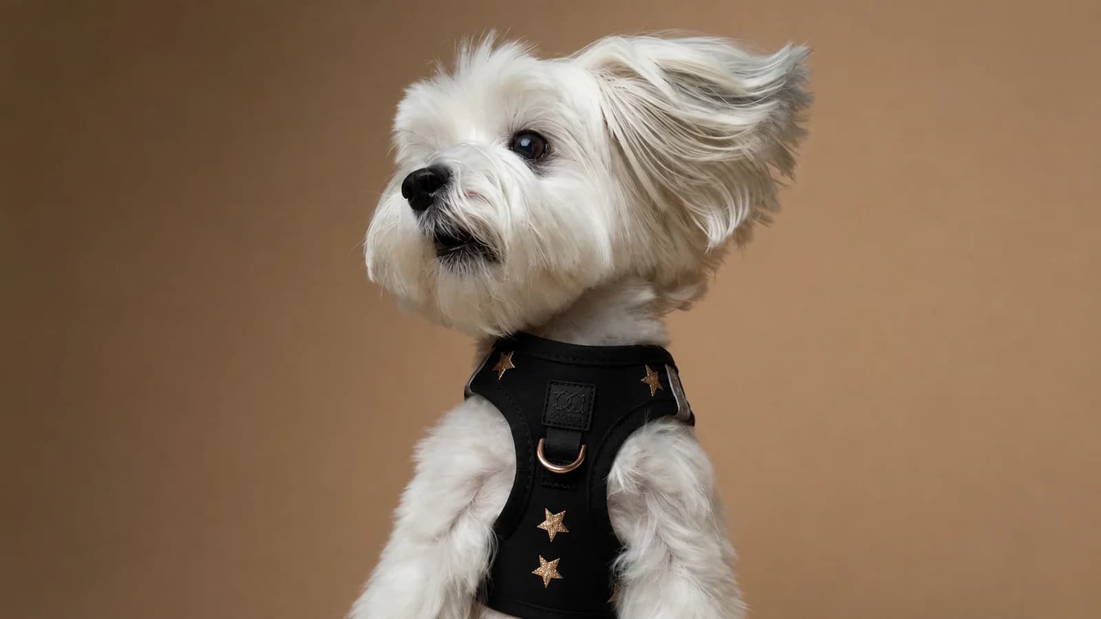 A small white dog wearing the DOGISTRY SoHo Rockstar harness