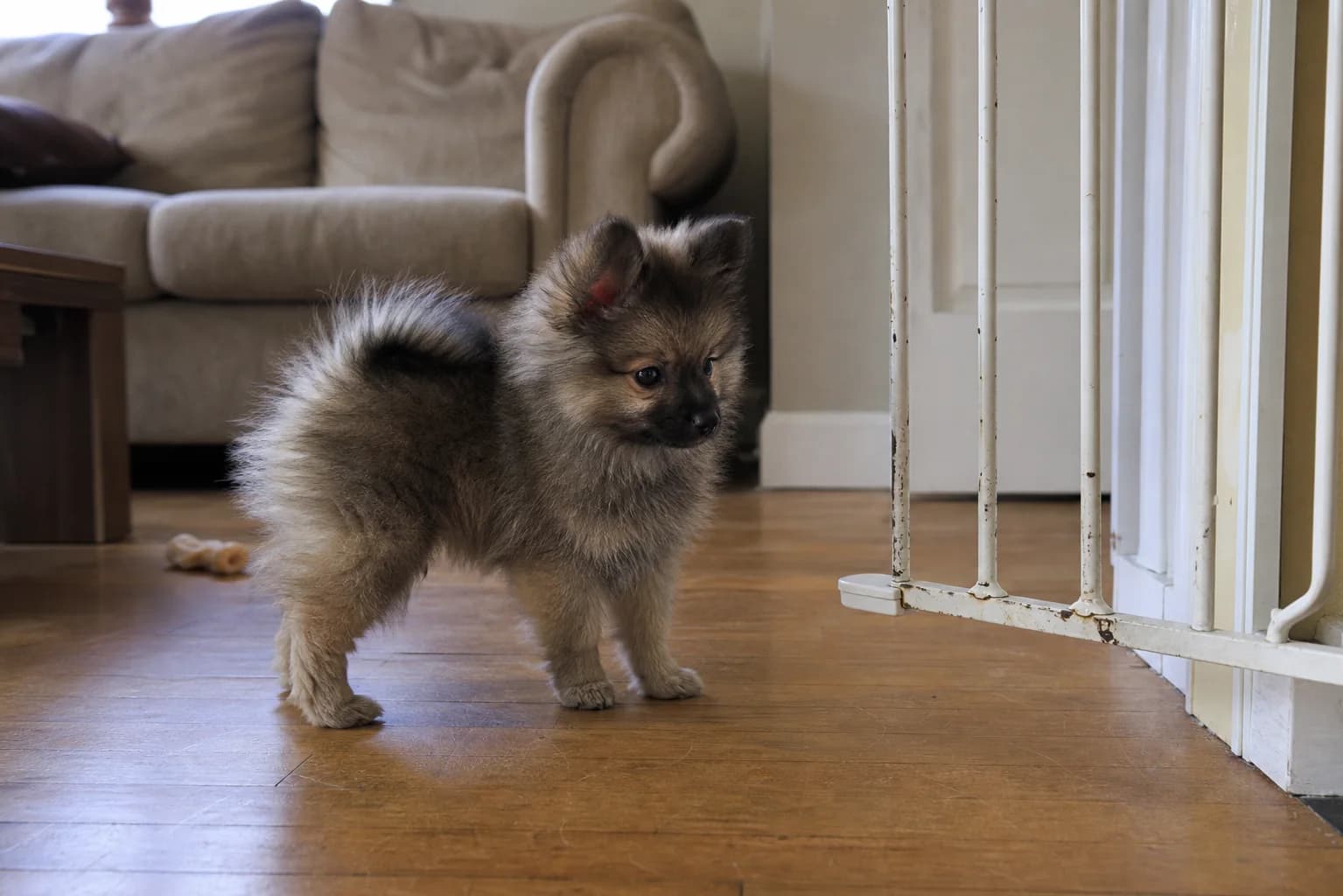 Wolf sable Pomeranian puppy exploring beside a scuffed baby gate in a family room
