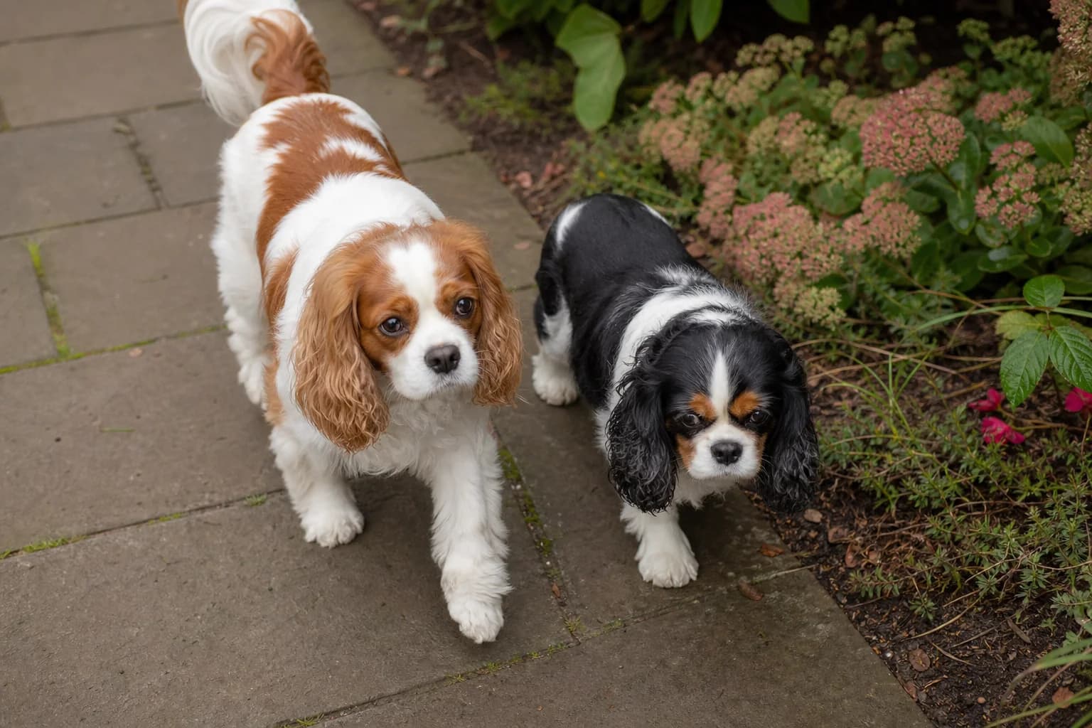 Adult Cavalier and English Toy Spaniel photographed together at the same scale
