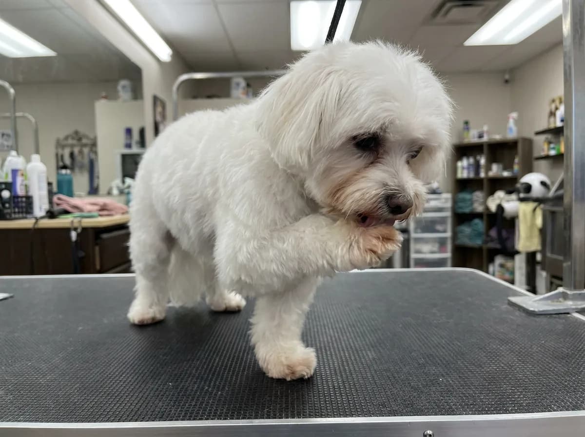 A fluffy white Maltese stands on a black rubber grooming table and lifts a front paw to its mouth, with a blurred grooming salon behind it.