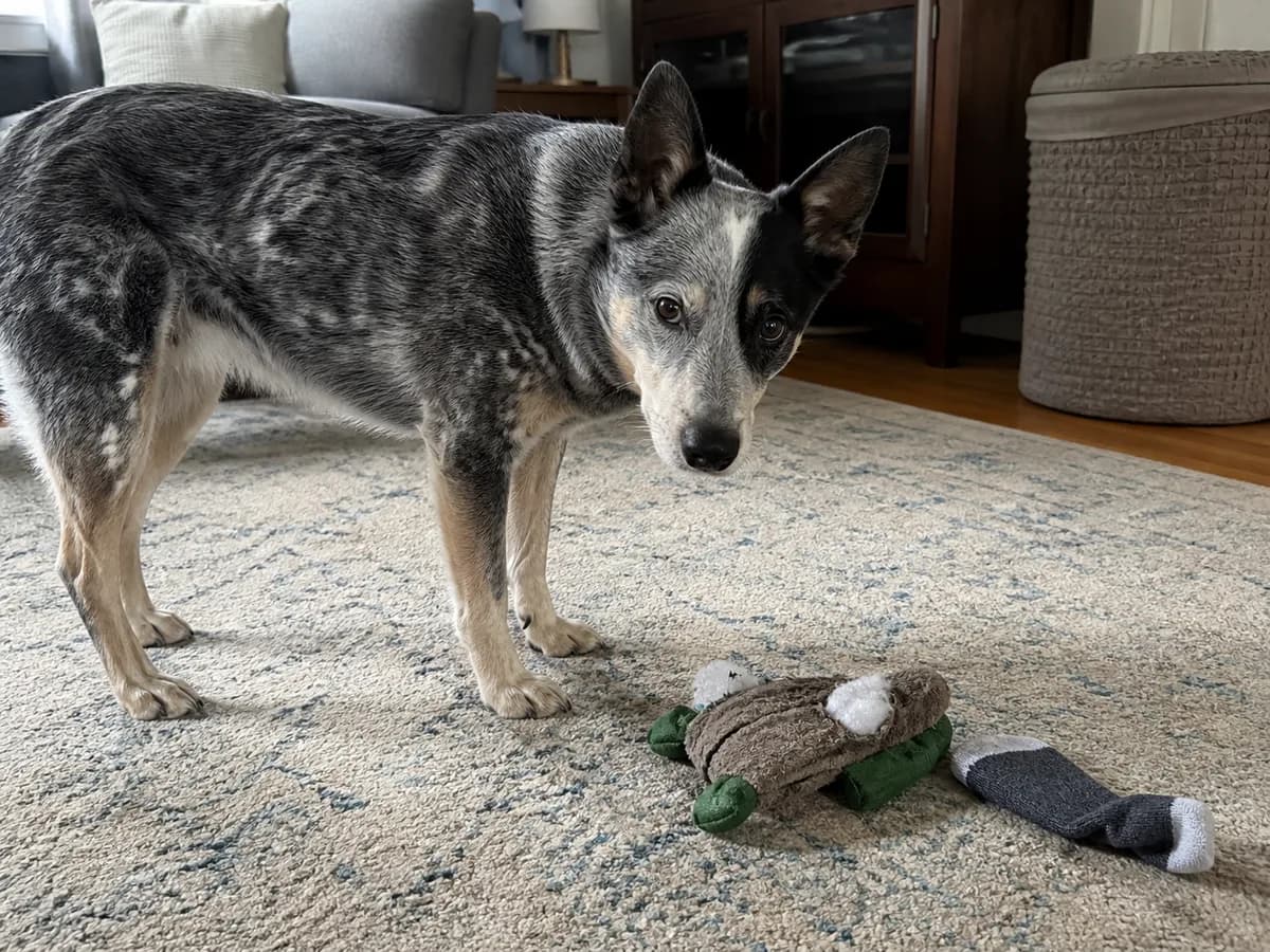 Blue heeler mix standing on a living room rug beside a torn plush toy and loose sock