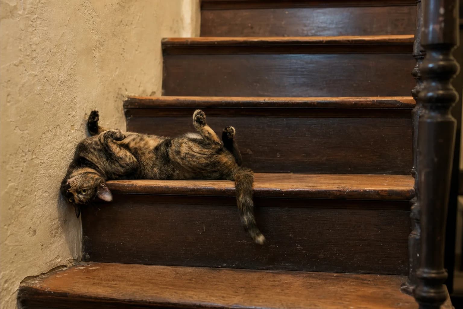 A tortoiseshell cat lying belly-up across a worn wooden stair with its head hanging over the edge.