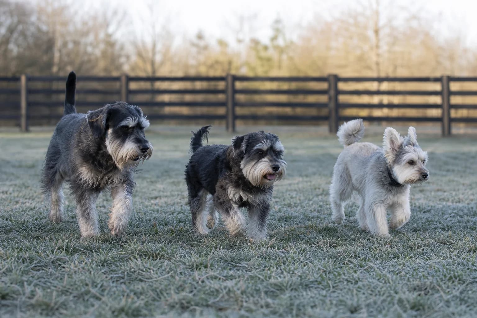 A small group of visibly different Miniature Schnauzer mixes