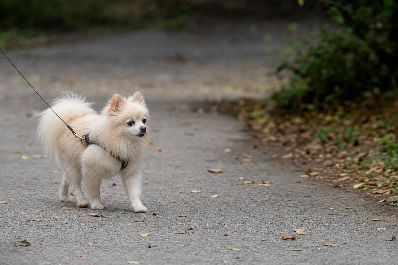 Mature cream Pomeranian walking comfortably on a quiet level park path