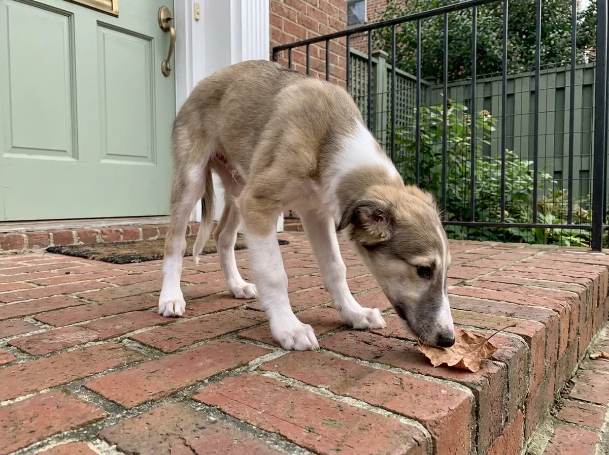 A young fawn-and-white Silken Windhound sniffing a dry leaf on a brick porch
