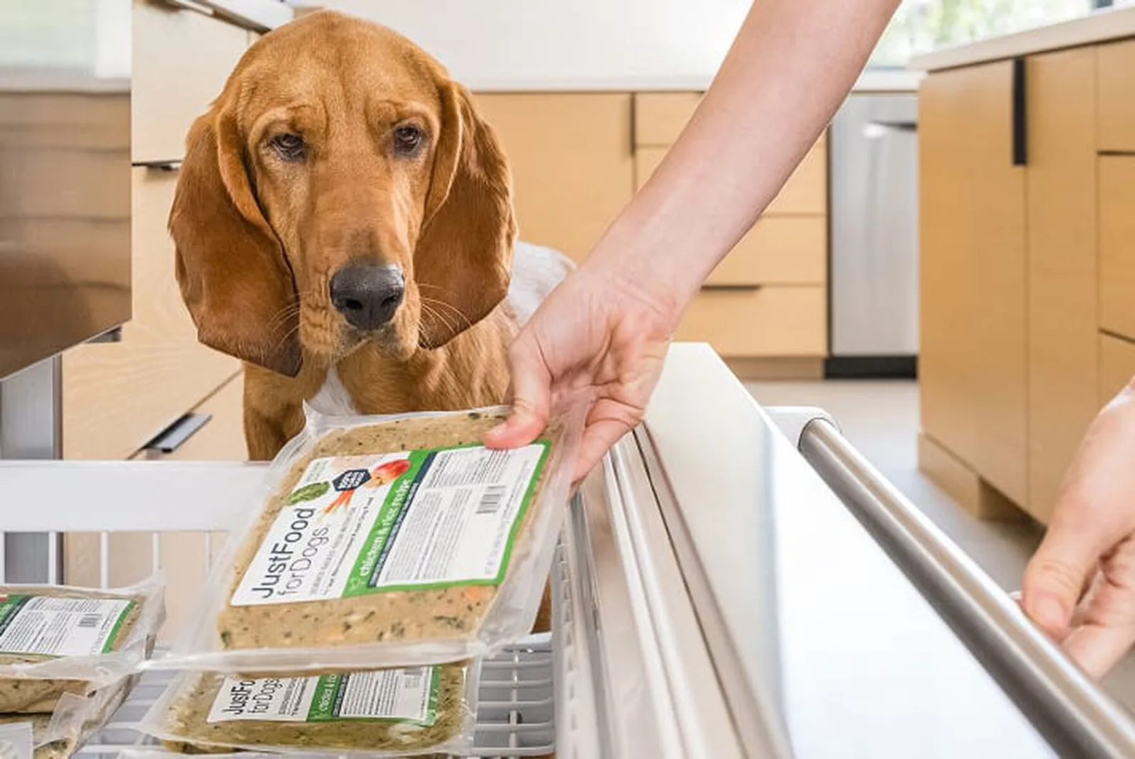 A bloodhound watches as JustFoodForDogs Fresh Frozen meal packs are placed in a home freezer