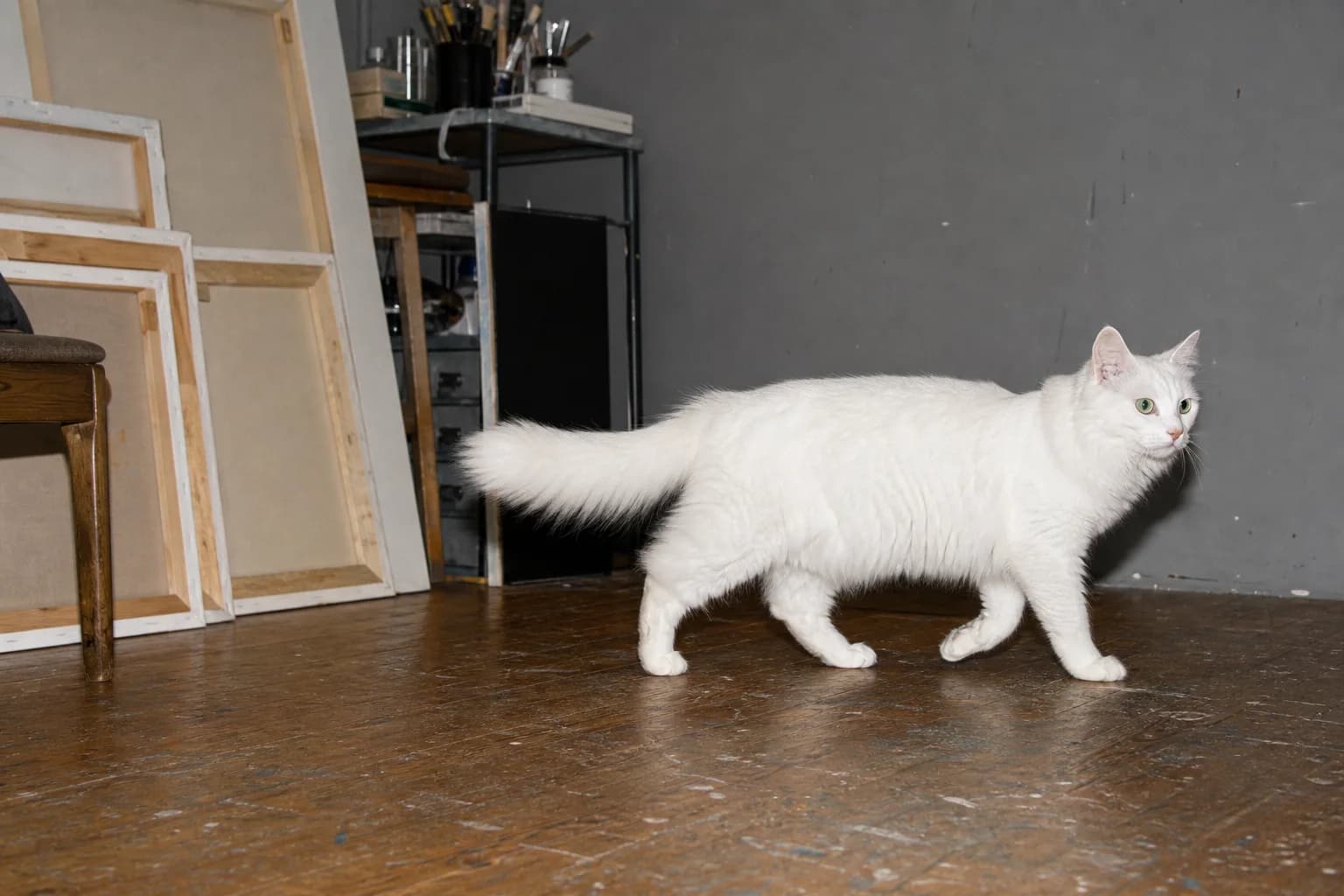 A green-eyed white longhaired cat walking across a worn dark floor in an artist's workroom.