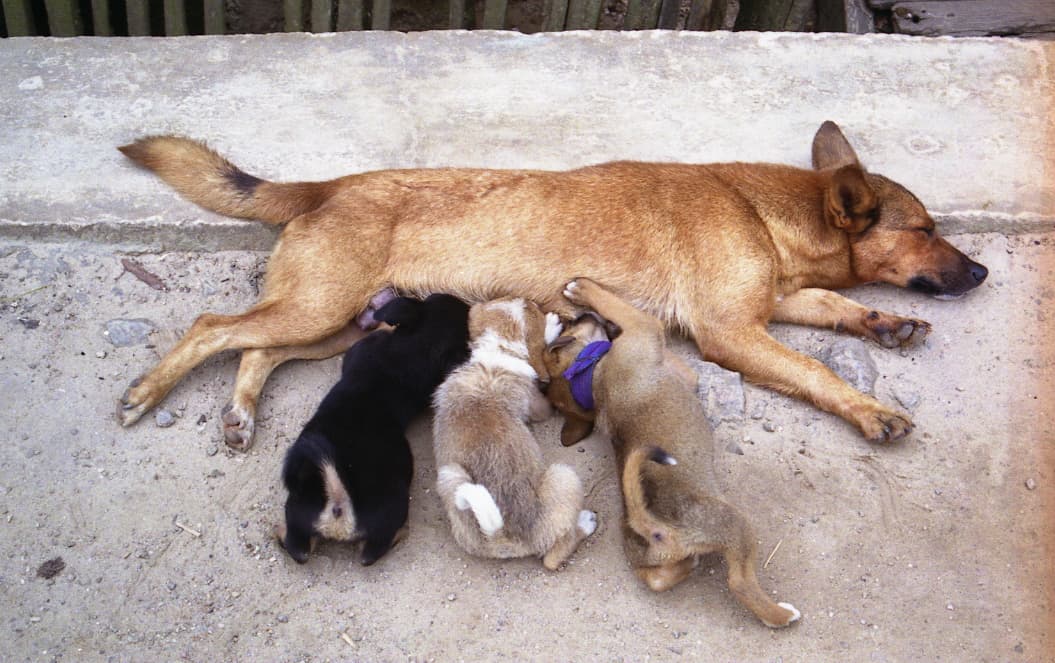 Tan adult dog nursing several puppies on paved ground