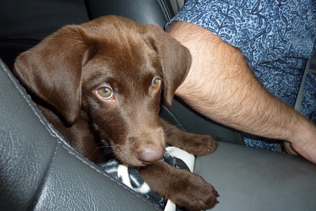 Dog Road Trip Essentials: What to Pack for a Safe and Enjoyable Journey