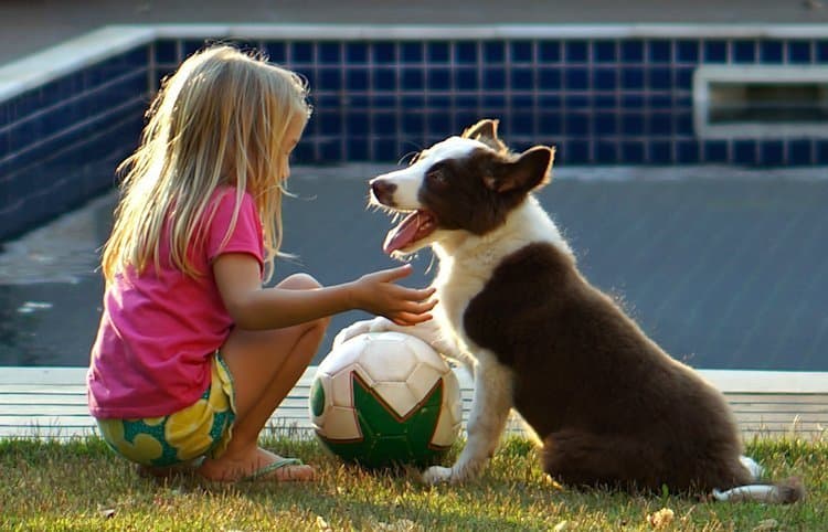 How to Greet a Dog Safely: First Meetings, Kids and Body Language