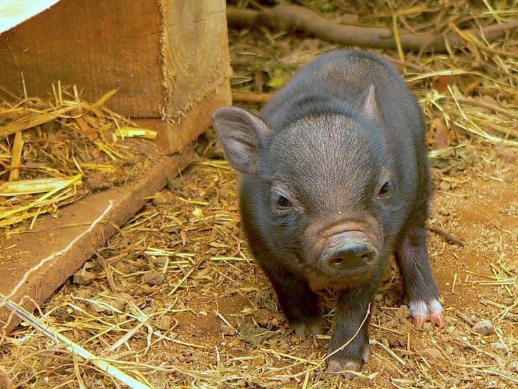 Potbellied pigs as pets