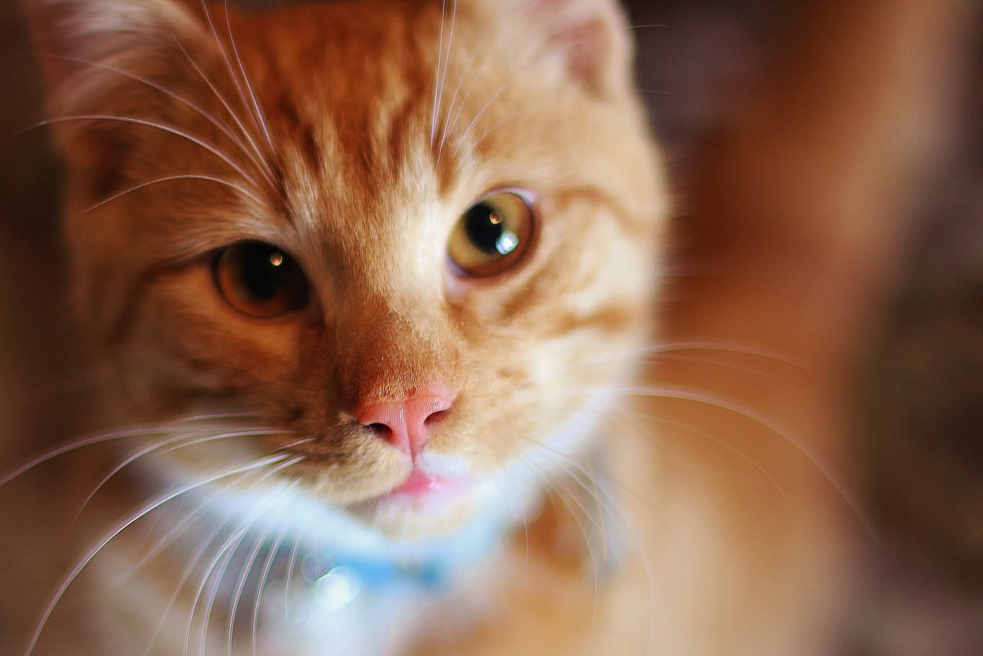 cat kidney failure