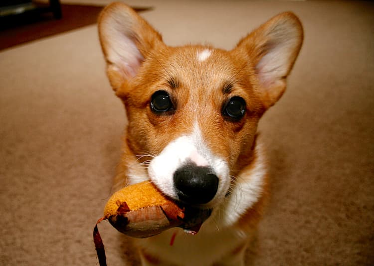 Can Dogs Play With Catnip Toys?