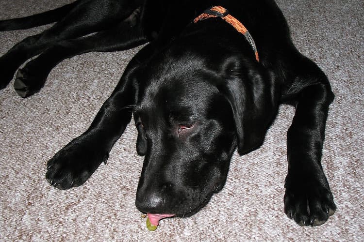 can dogs eat grapes