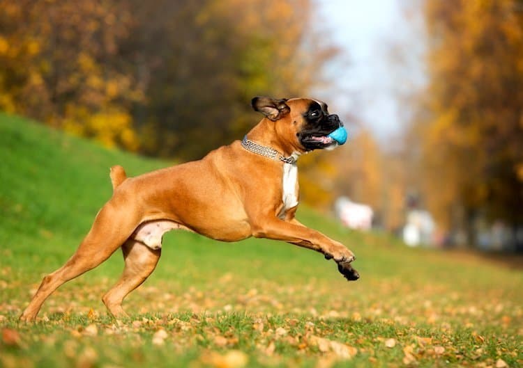 Boxer Puppies Breed Profile: Essential Facts