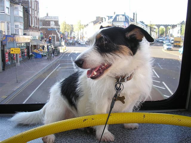 Public Transportation in the Most Dog Friendly Cities: A Comprehensive Guide