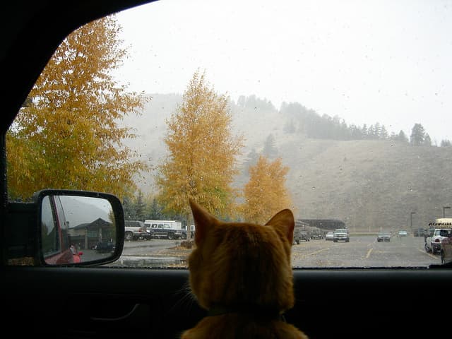 cat-travel-tips-cover