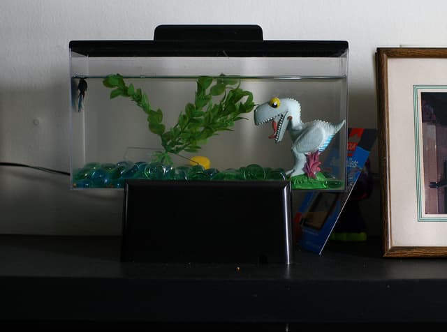 beginner-aquarium