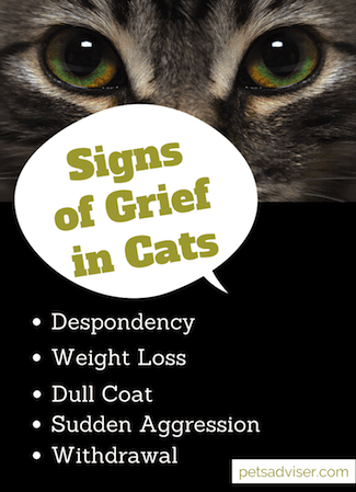 Signs of grief in cats