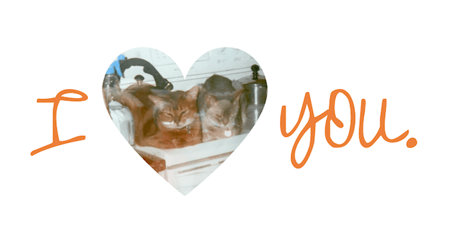 Do Cats Grieve When Another Cat Dies?