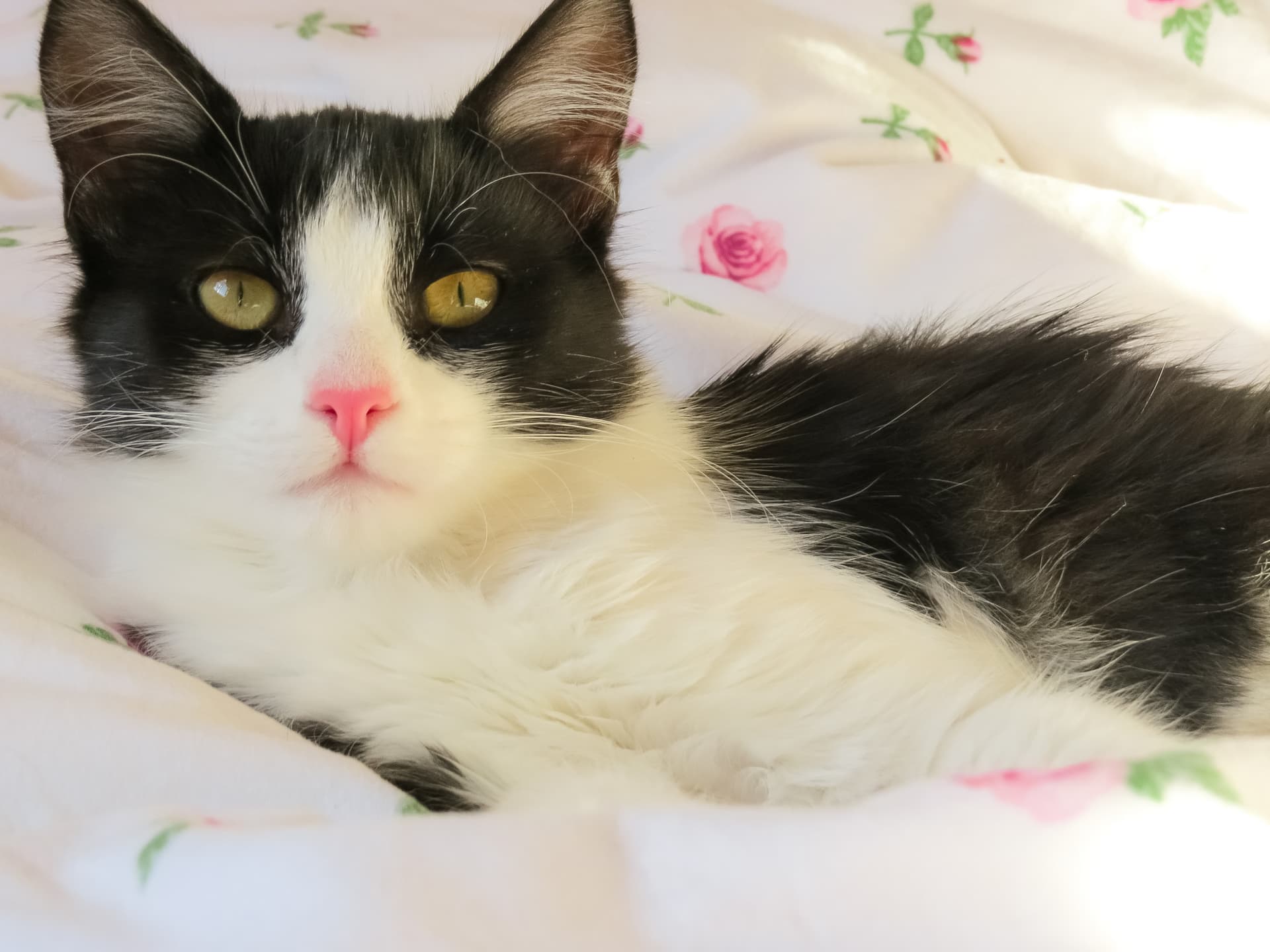 owning a diabetic cat image