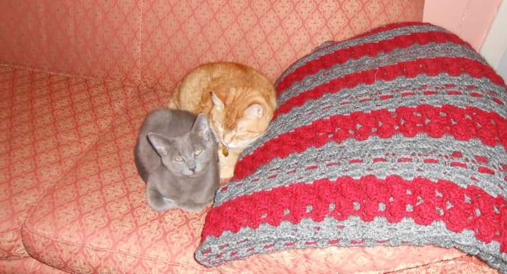 will my male cat accept a male kitten