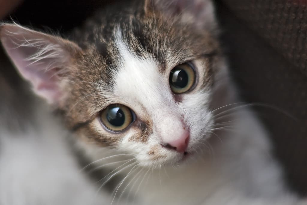 How to Catch a Stray Cat Without a Trap
