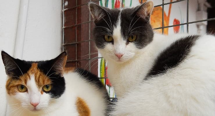 Cat Personality: Understanding the Differences Between Male and Female Cats