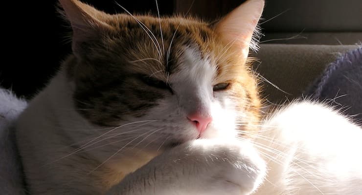 How to Treat an Ingrown Cat Nail: Essential Tips for Cat Owners