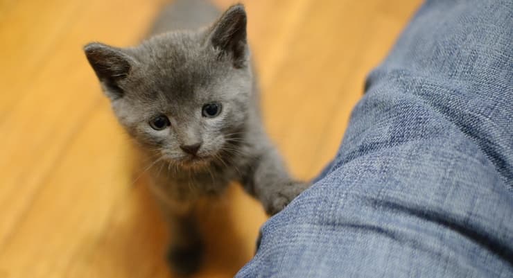 why does my kitten follow me around