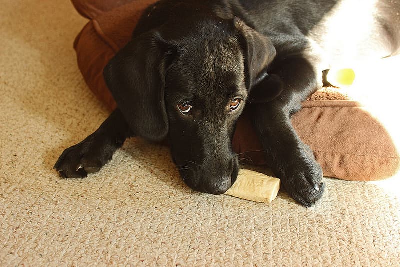 Distemper in Dogs: What You Should Know