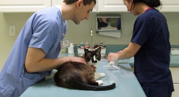 Kidney Stones in Cats: What You Should Know