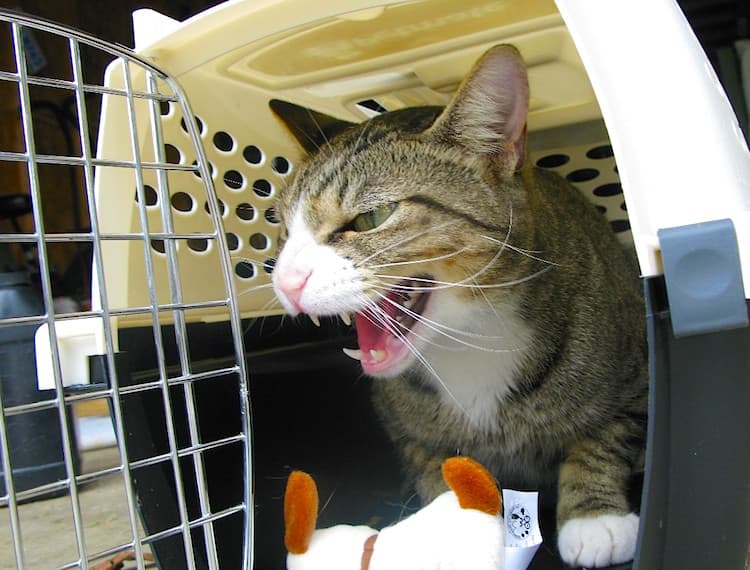 How to Get Your Cat in a Carrier
